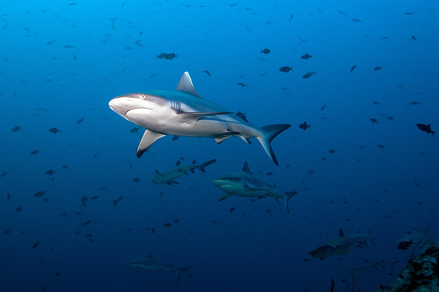 Gray Fin Reef Shark Photograph by Mkurtbas