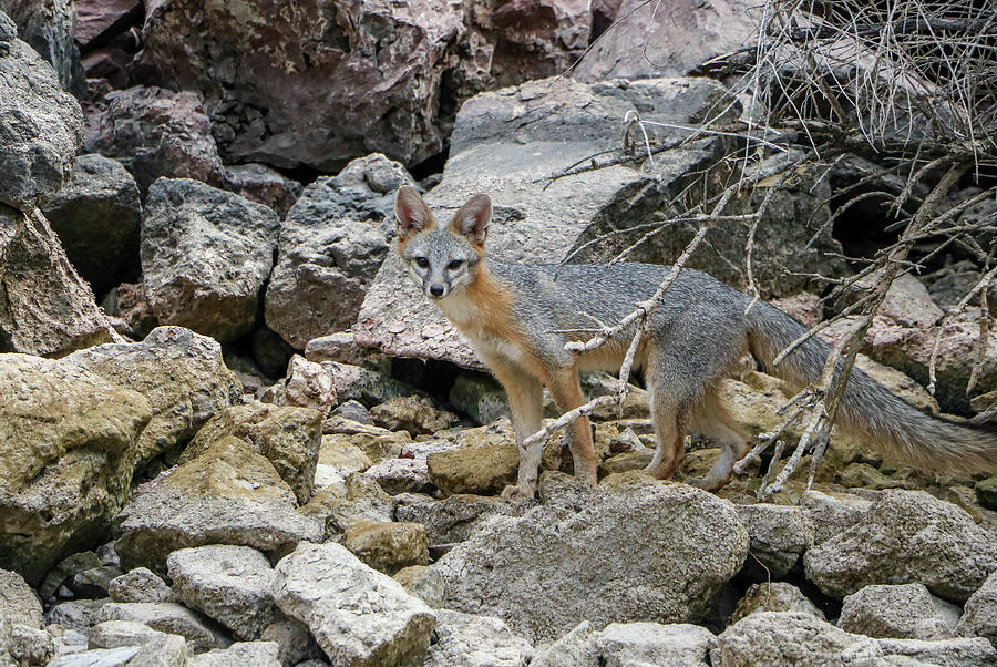 Gray Fox along Colorado River 2 Photograph by Dawn Richards