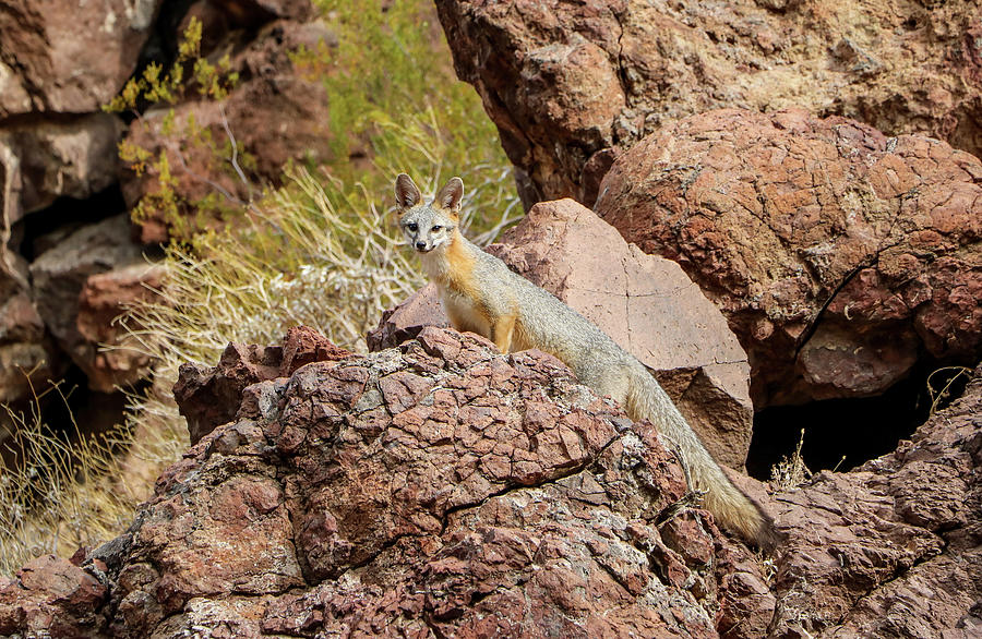 Gray Fox along Colorado River Photograph by Dawn Richards