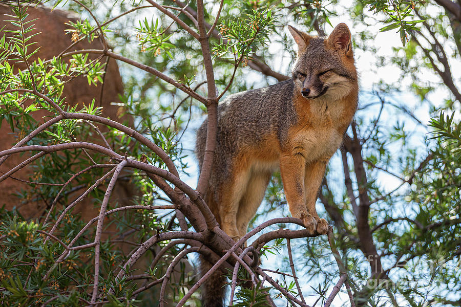 Gray Fox Photograph by Billy Bateman - Fine Art America