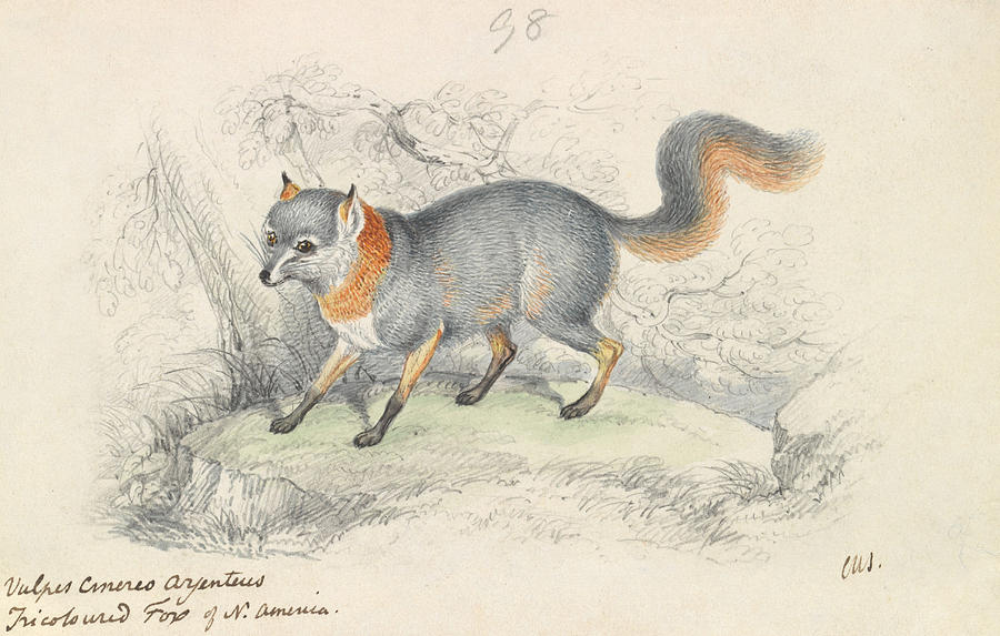 Gray Fox Drawing by Charles Hamilton Smith