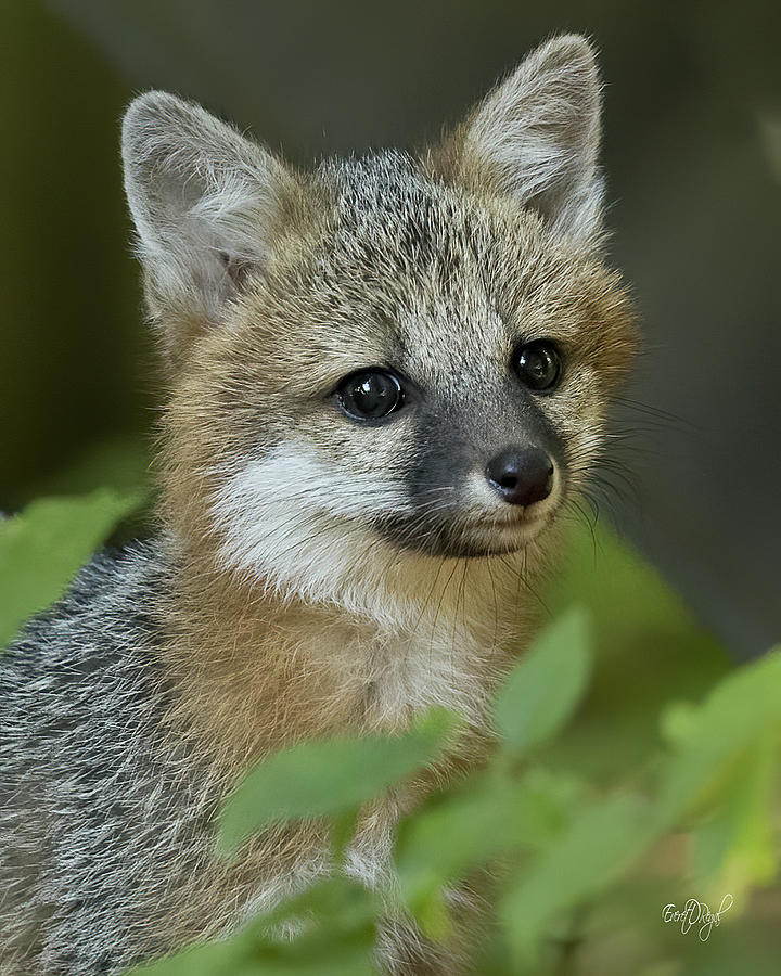 Gray Fox Cub Portrait I Photograph By Everet Regal 