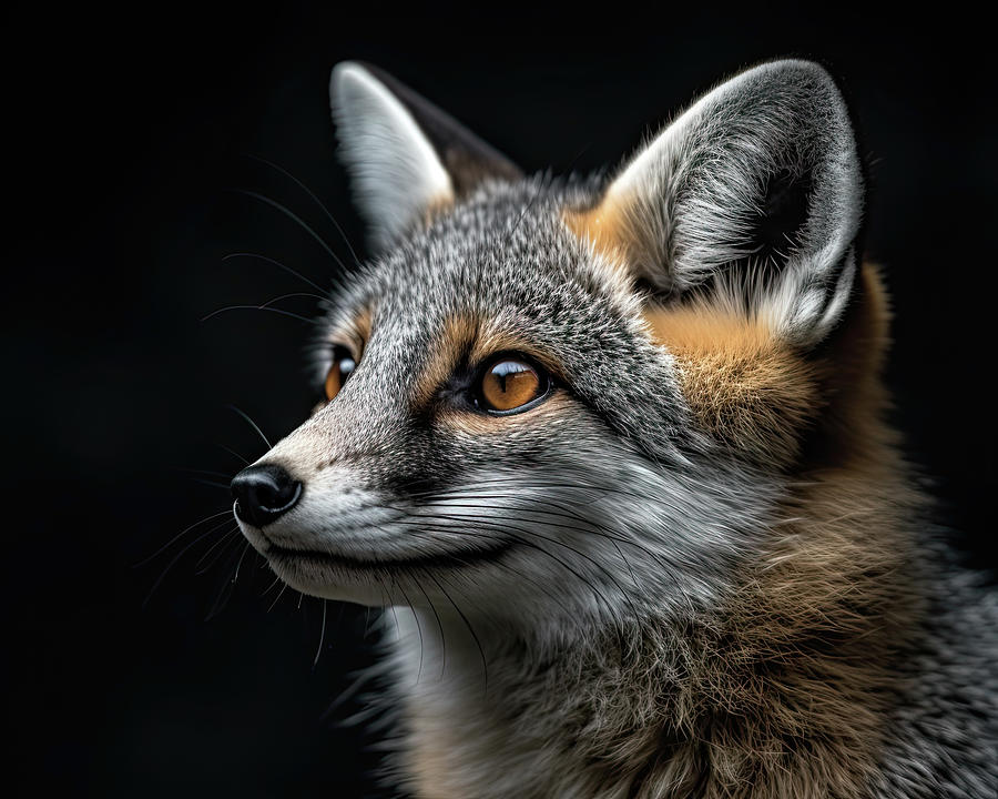 Gray Fox Eight Photograph by David Mohn - Fine Art America