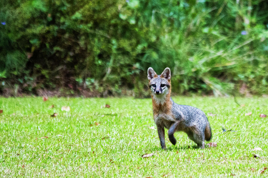 Gray Fox in Eastern North Carolina Photograph by Bob Decker
