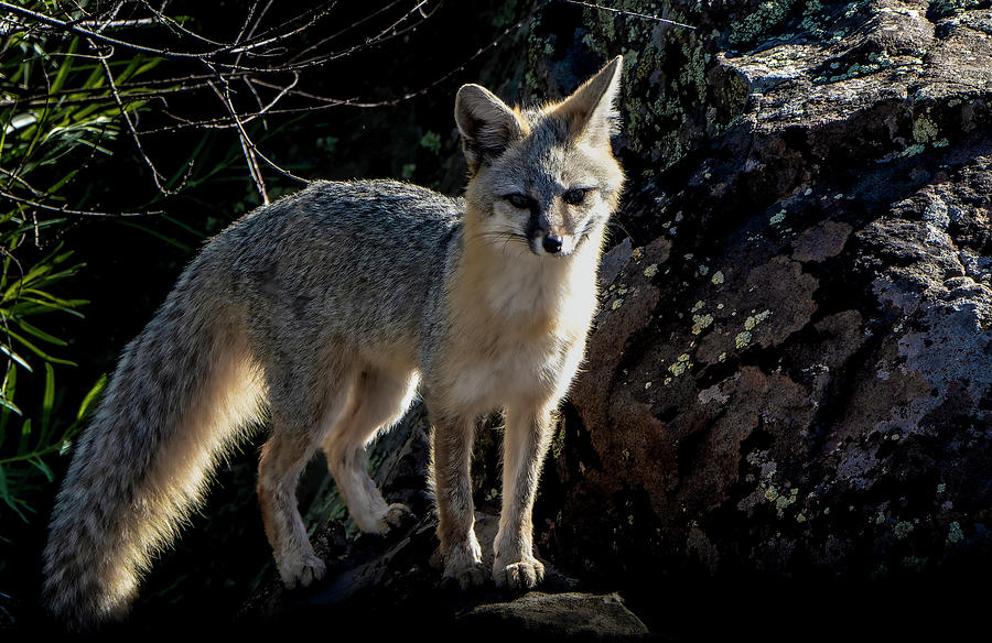 Gray Fox In Flag, Cheshire Neighborhood, Flagstaff AZ Photograph by Jim Wilce