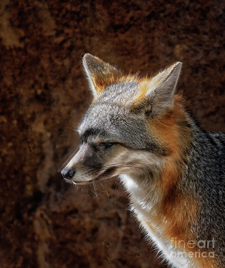 Gray Fox In The Desert Photograph