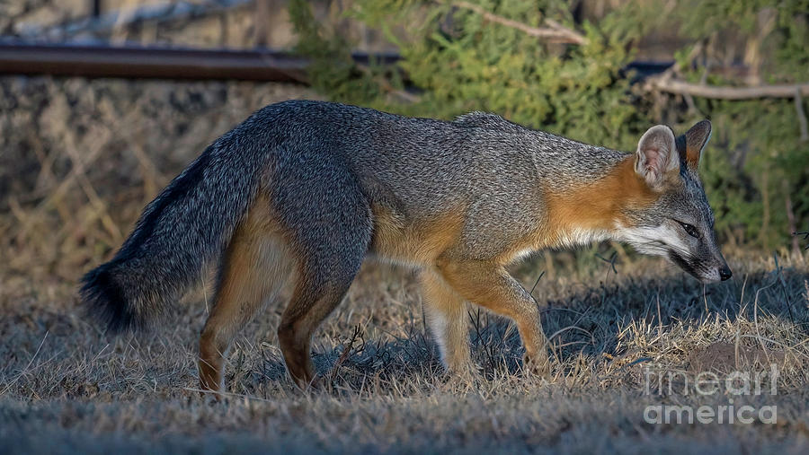 Gray Fox Photograph by Karen Slagle