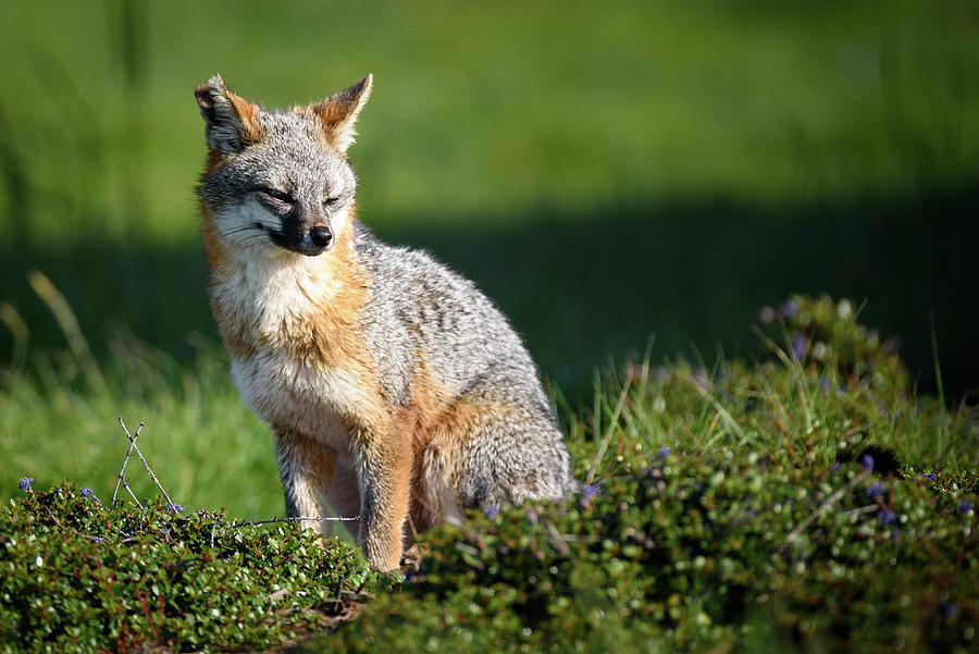 Gray Fox Photograph by Mike Fusaro