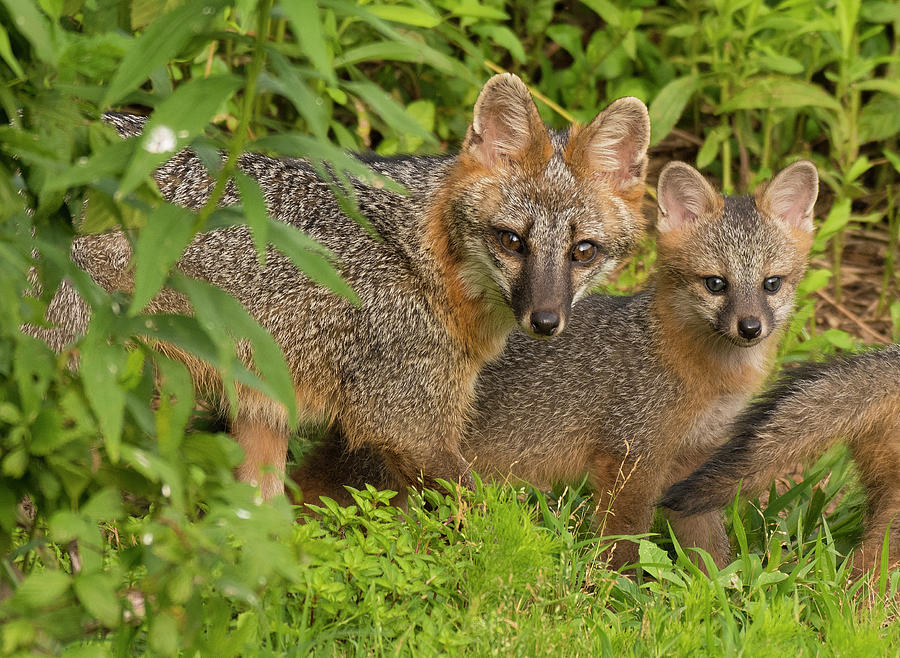 Gray Fox Mother with Kit 1, North Carolina, Uwharrie National Forest ...