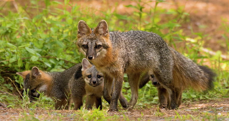 Gray Fox Mother with Kit 3, North Carolina, Uwharrie National Forest, Photograph Print Photograph by Eric Abernethy