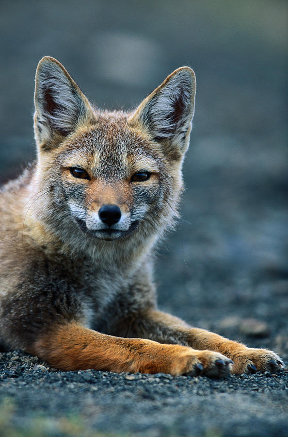 Gray Fox (pseudalopex Griseus) Resting In Alpine Meadow Photograph by Paul Souders