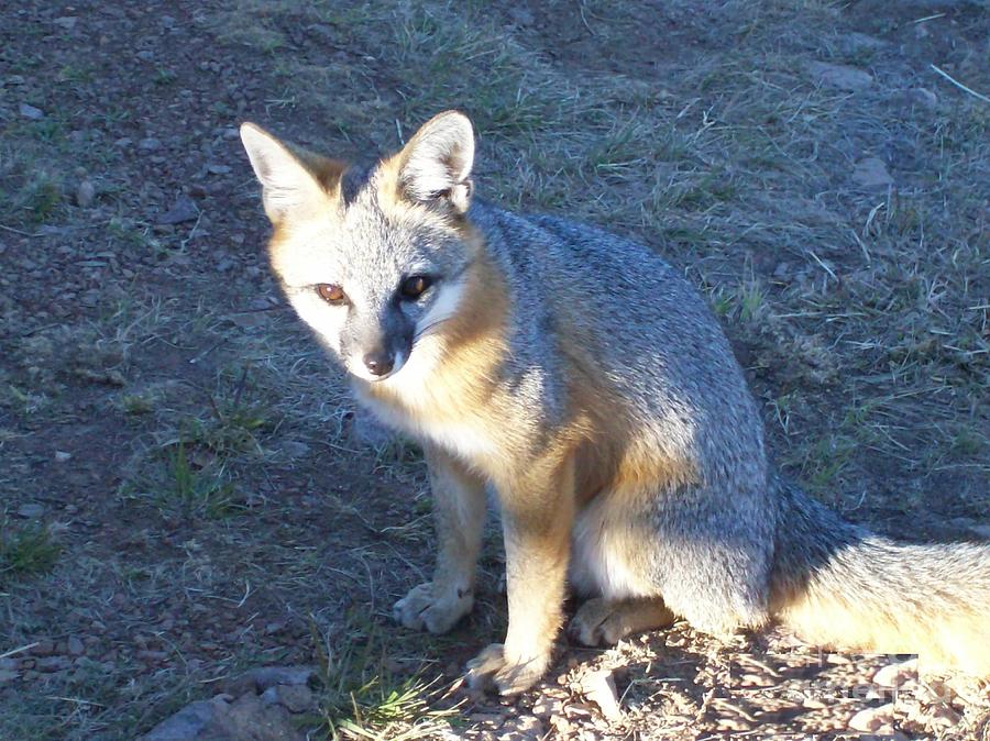 Gray Fox Sit Photograph by Marcus Seguin - Fine Art America