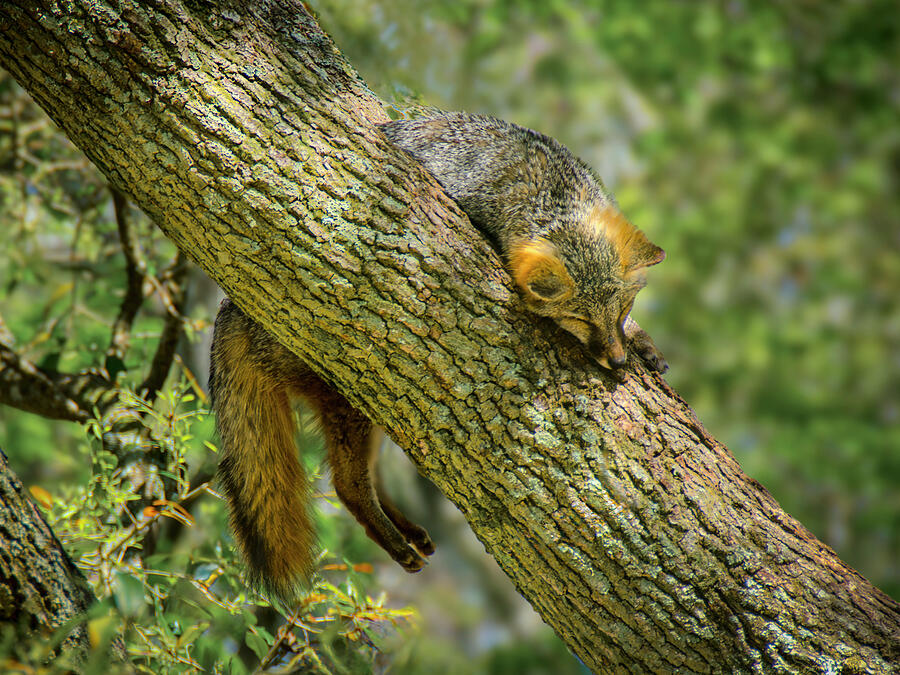 Nature Photograph - Gray Fox Sleeping by Galen Mills