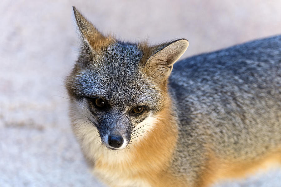 Gray fox, urocyon cinereoargenteus Photograph by Mark Newman