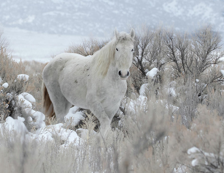 Gray Ghost Mustang Photograph by Mindy Musick King