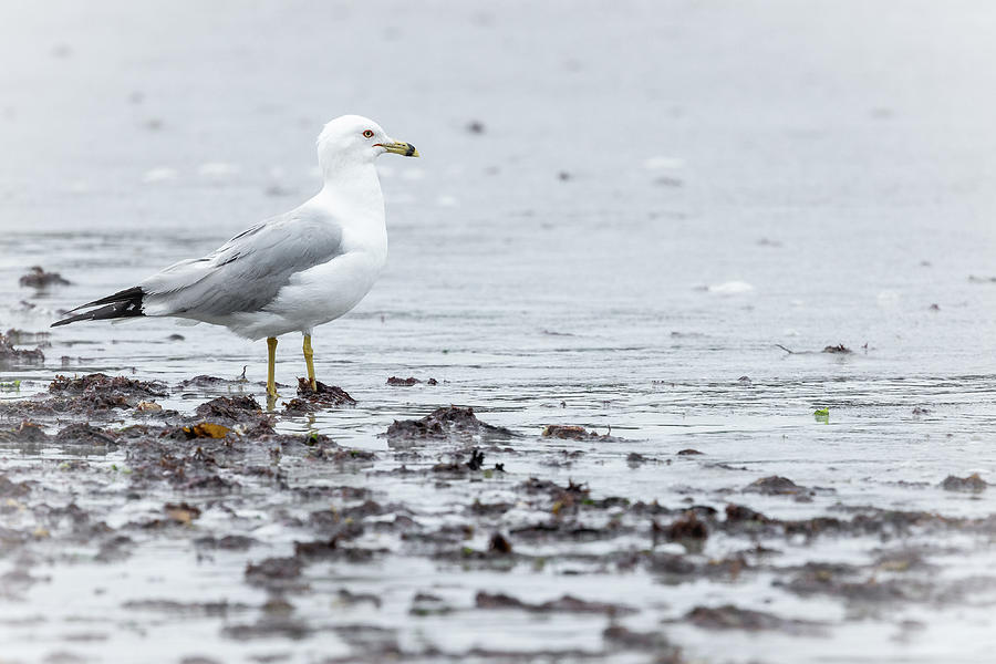 Gray Gull on Gray Beach #1 Photograph by Catherine Grassello