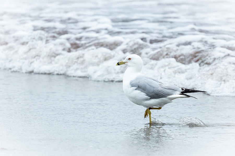 Gray Gull on Gray Beach #2 Photograph by Catherine Grassello