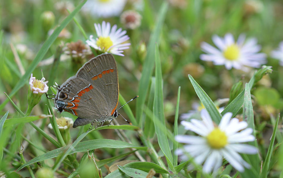 Gray Hairstreak Butterfly  Photograph by Jennifer Wallace
