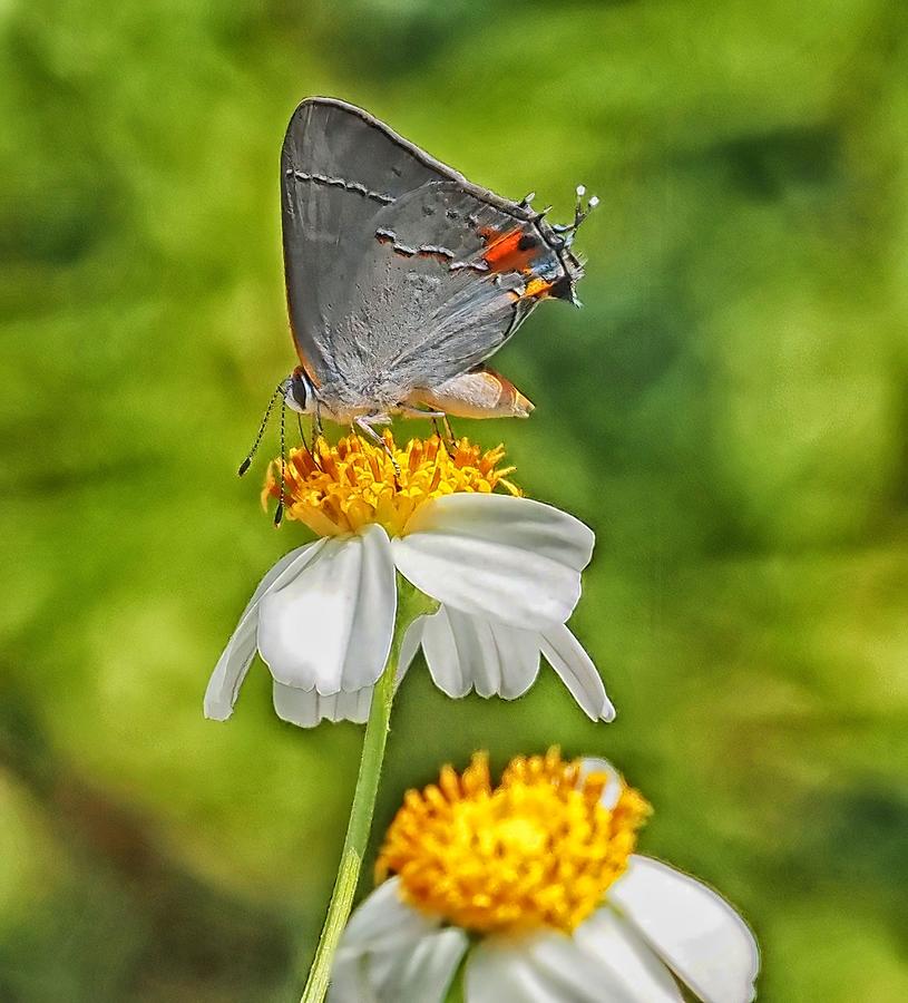 Gray Hairstreak Butterfly Photograph by Jerry Connally