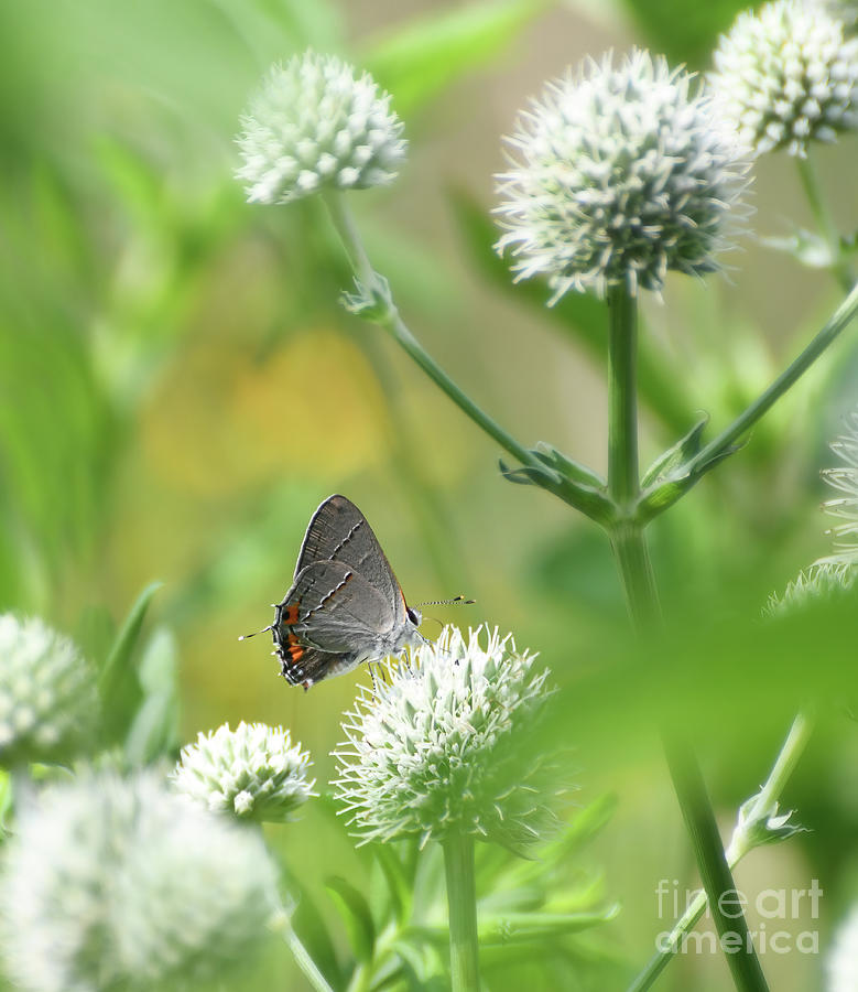 Gray Hairstreak Butterfly Photograph By Kerri Farley Fine Art America   Gray Hairstreak Butterfly Kerri Farley 