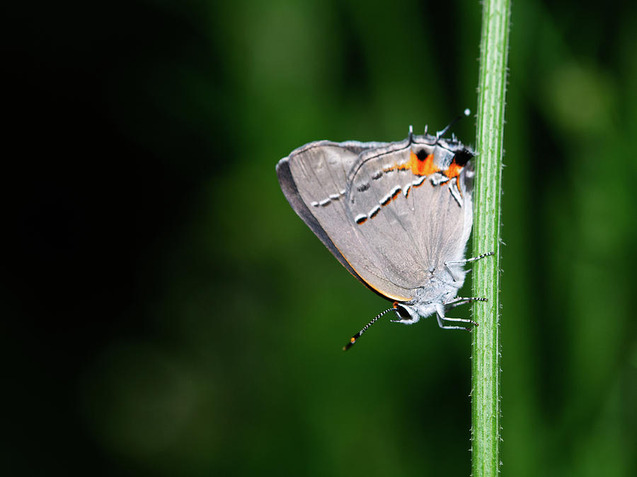 draugen grey butterfly