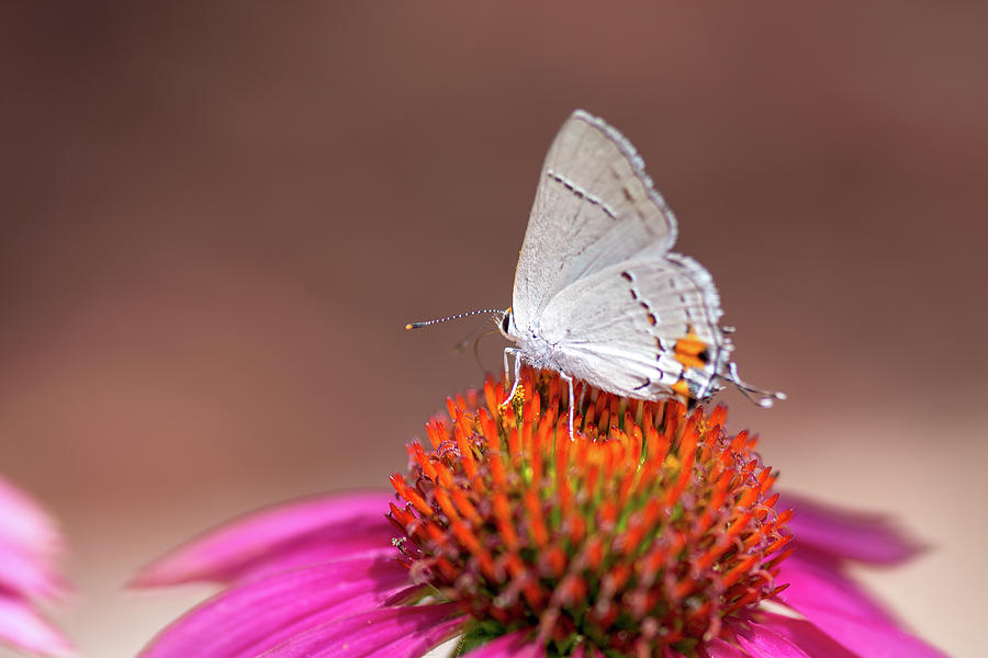 Butterfly Photograph - Gray Hairstreak Butterfly on Wild Berry Coneflower by Debra Martz