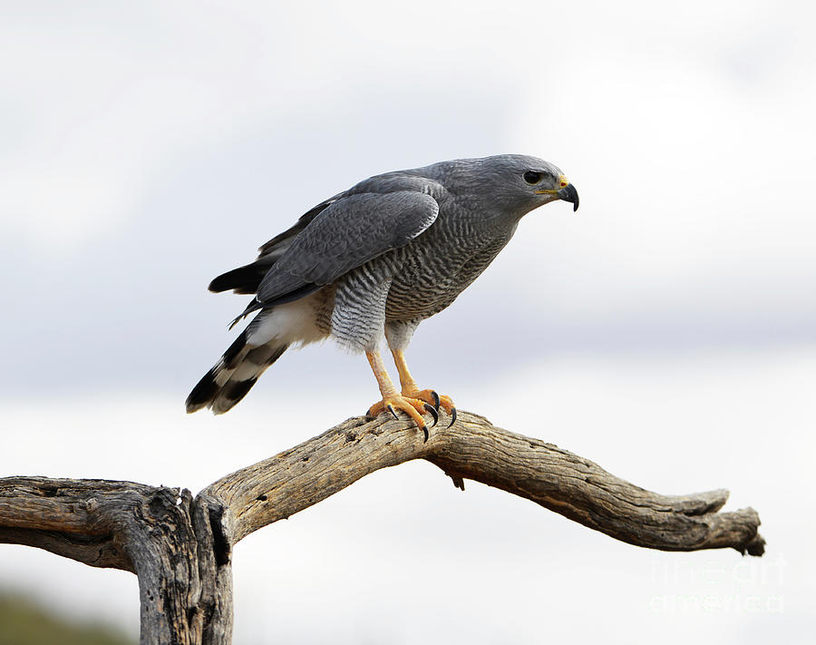 Gray Hawk Photograph by Denise Bruchman