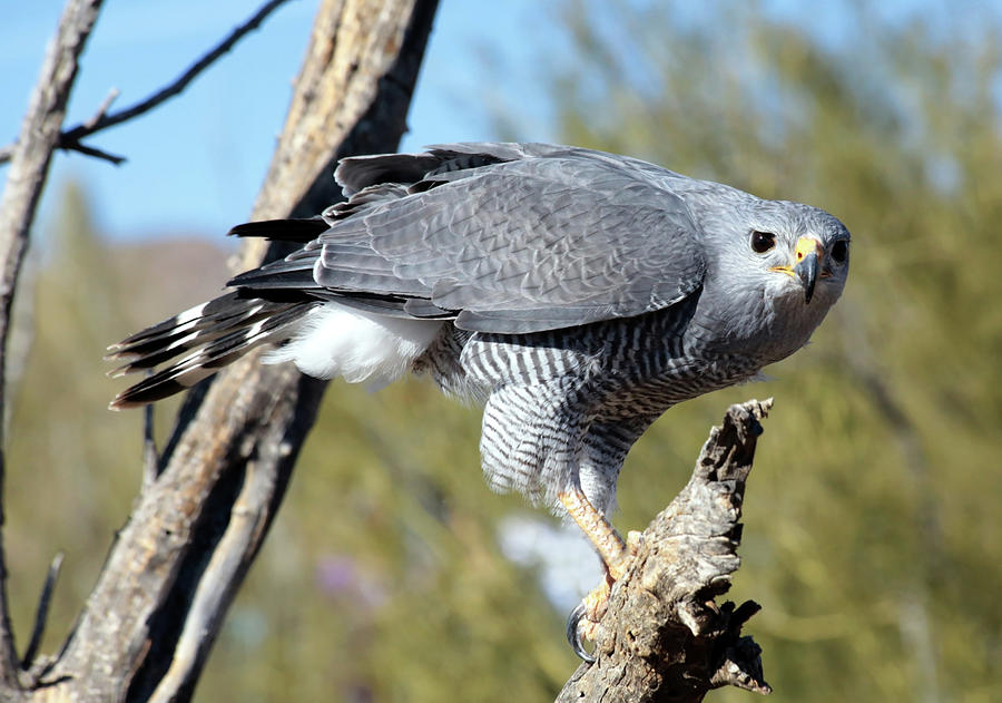 Gray Hawk  perched Photograph by Glen Loftis