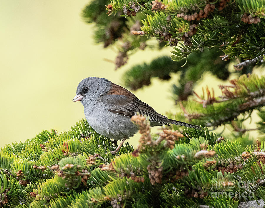 Gray-headed Junco Photograph by Dennis Hammer