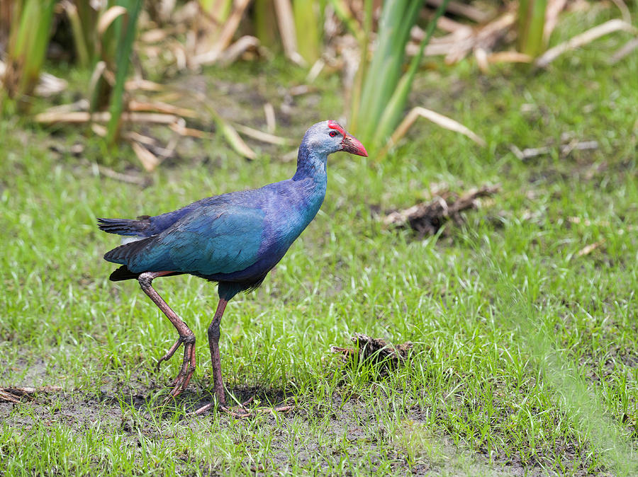 Gray-headed Swamphen Photograph by Fran Gallogly