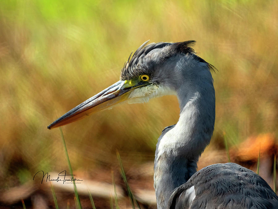 Gray heron - Ardea cinerea Photograph by Manolis Tsantakis - Fine Art ...