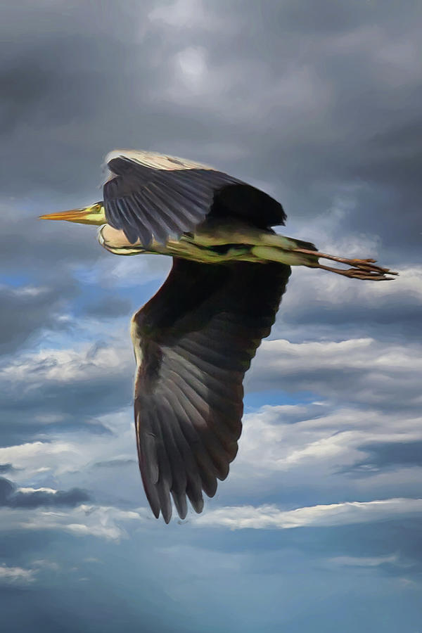 Gray Heron in Flight Digital Art by John Haldane