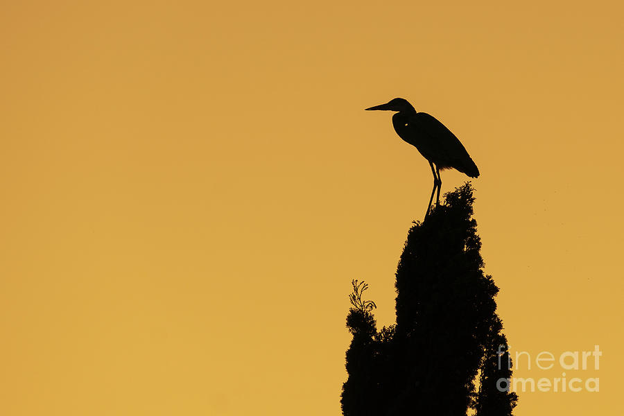 Gray Heron Silhouette Ardea cinerea Costa Ballena Cadiz Photograph by Pablo Avanzini