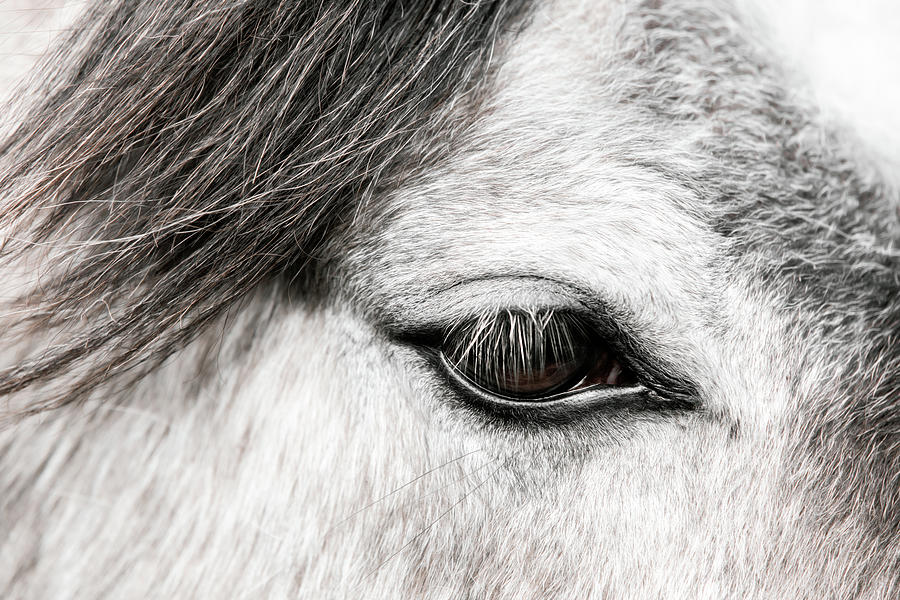 Gray - Horse Art Photograph by Lisa Saint