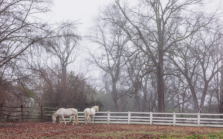 Gray Horses in the Pasture Photograph by Rachel Morrison
