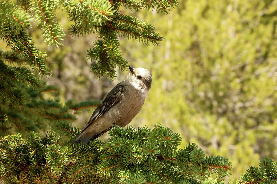 Gray Jay Photograph by Dawn Richards