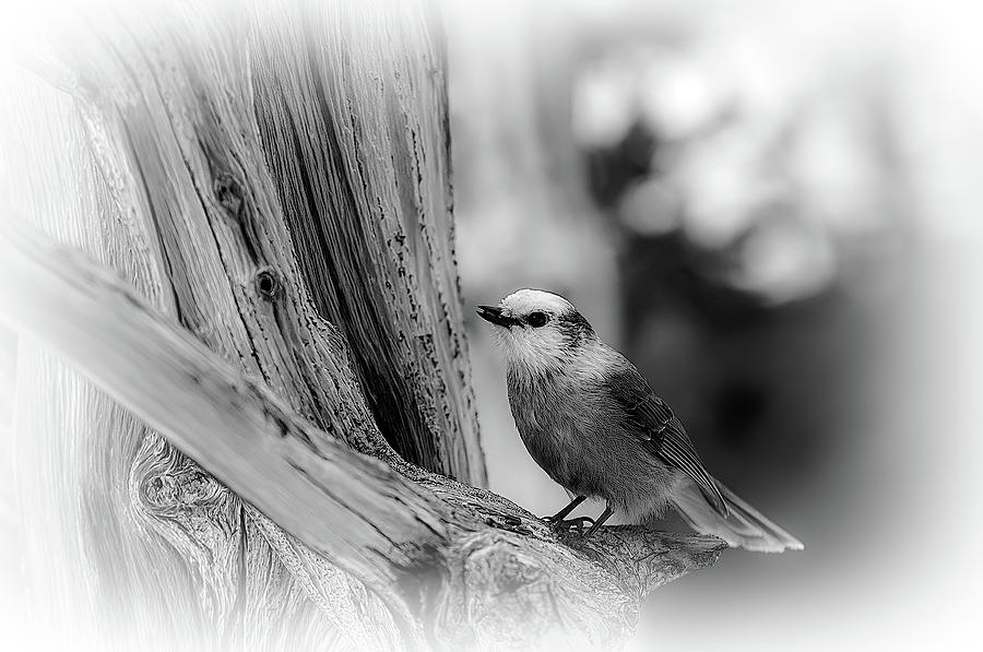 Gray Jay in Grayscale Photograph by Eric Glaser