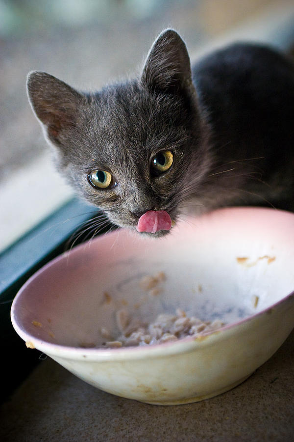 Gray kitty licking its lips Photograph by Daniele Carotenuto Photography