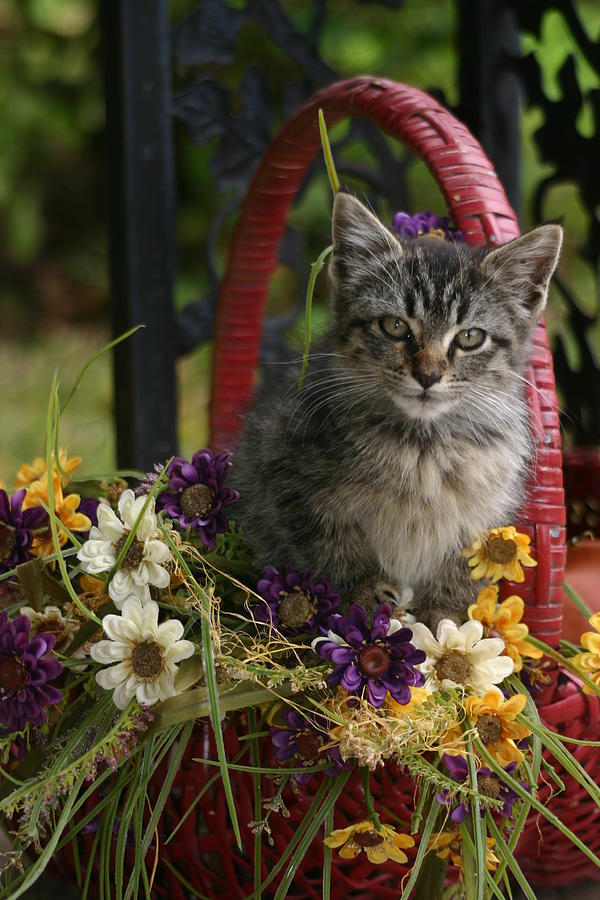 Gray Kitty poses in Basket of Flowers Photograph by Toni Hopper