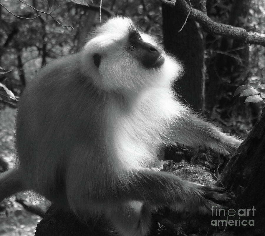 Gray Langur Monkey in the Forest Photograph by Aidan Moran
