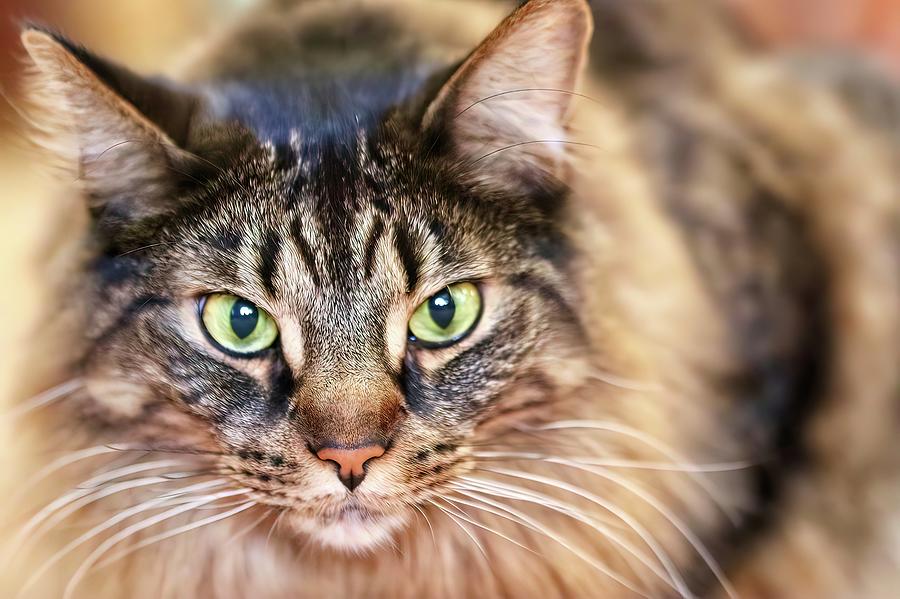 Gray, Long Haired Tabby Photograph By Jeannine Guttormsson - Fine Art 