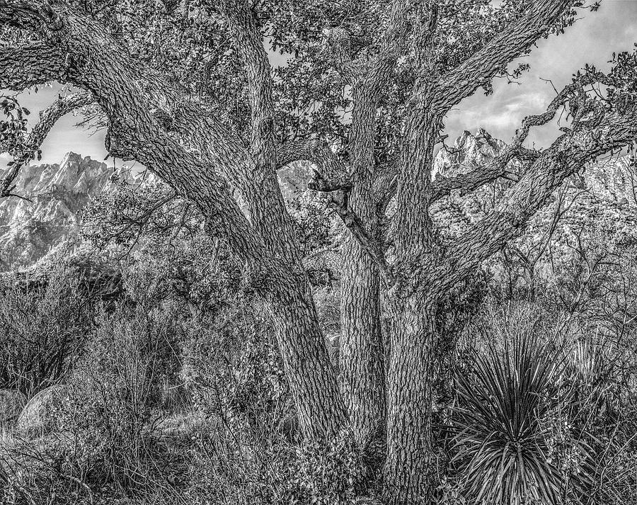 New Mexico Photograph - Gray oak tree at Aguirre Springs, Organ M by Tim Fitzharris