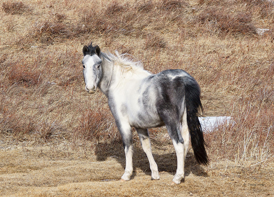 Gray Paint Horse in a Parched Pasture Photograph by Tracey Vivar
