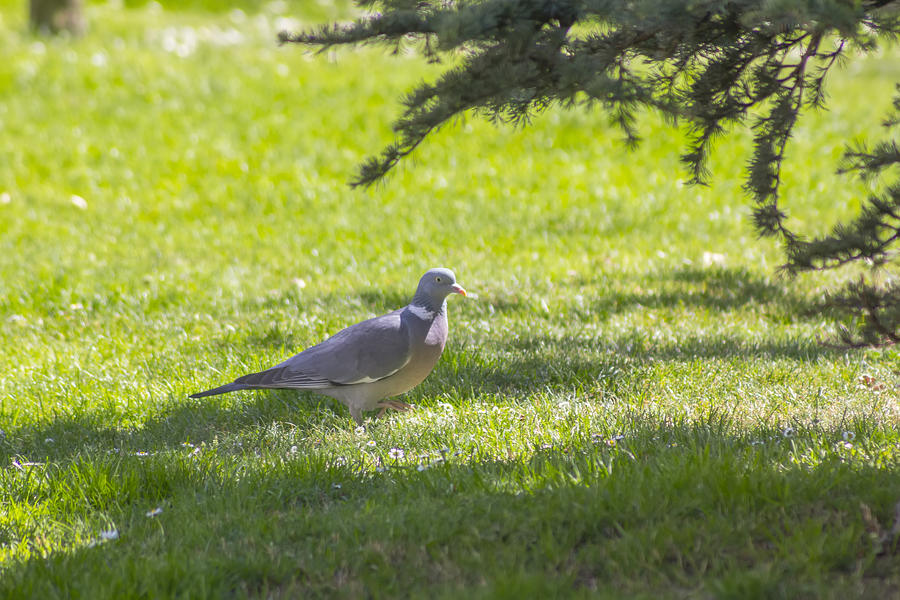 Gray Pigeon Walking On Grass Photograph by James63