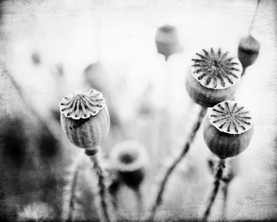 Gray Pods Photograph by Lupen Grainne