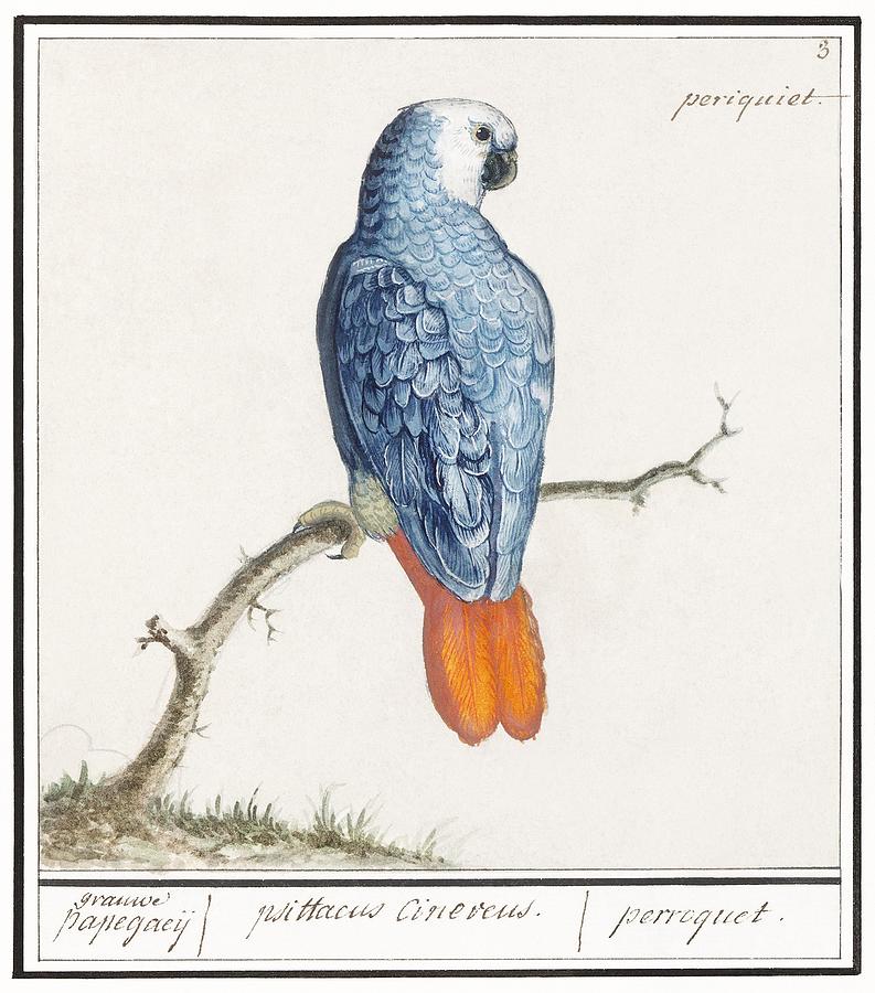 Feather Painting - Gray red-tailed parrot psittacus erithacus 1596-1610 by Anselmus Botius de Boodt by Les Classics