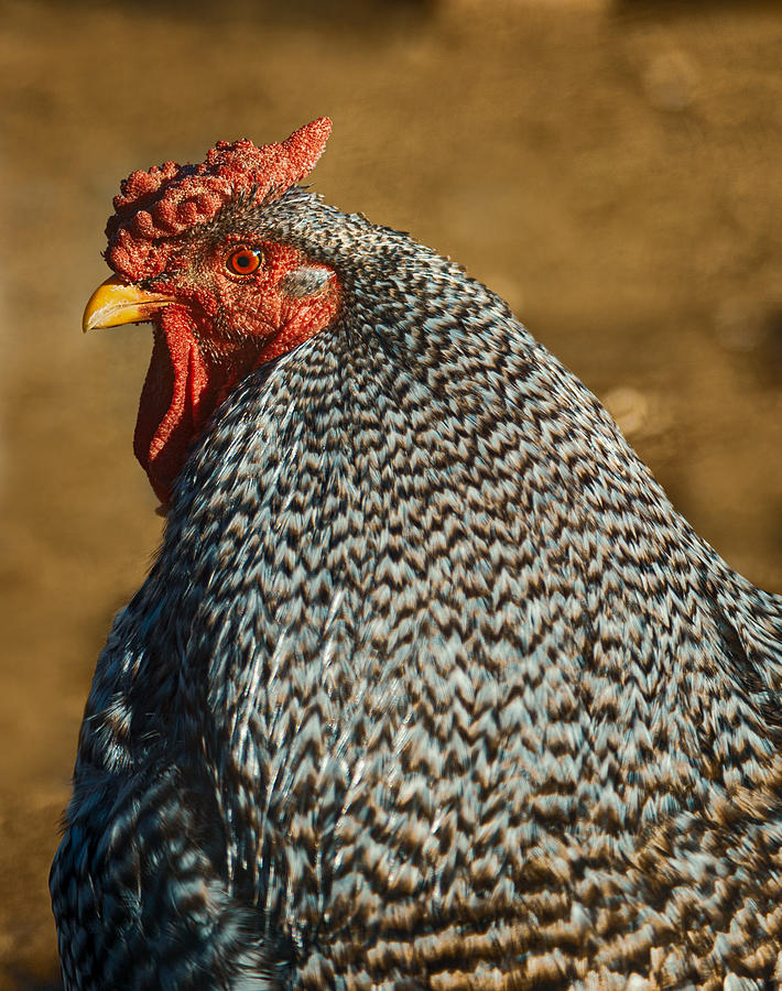 Gray Rooster Photograph by John Schultz | Fine Art America