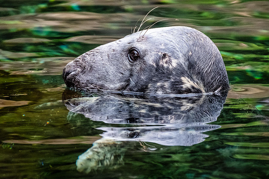 Nature Photograph - Gray Seal at the National Zoo - Washington DC by Stuart Litoff