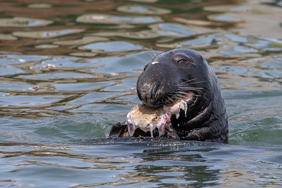 Gray Seal Eating Photograph by Denise Kopko