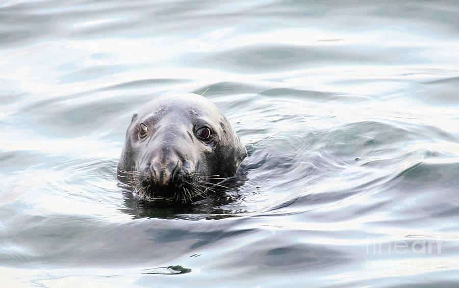 Seal Series 1 Photograph by Jeannette Hunt - Pixels